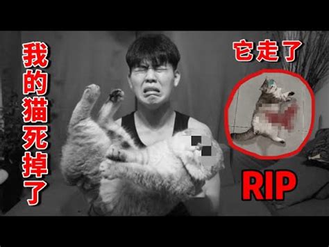 貓咪死掉禁忌|貓咪死亡後事與禁忌